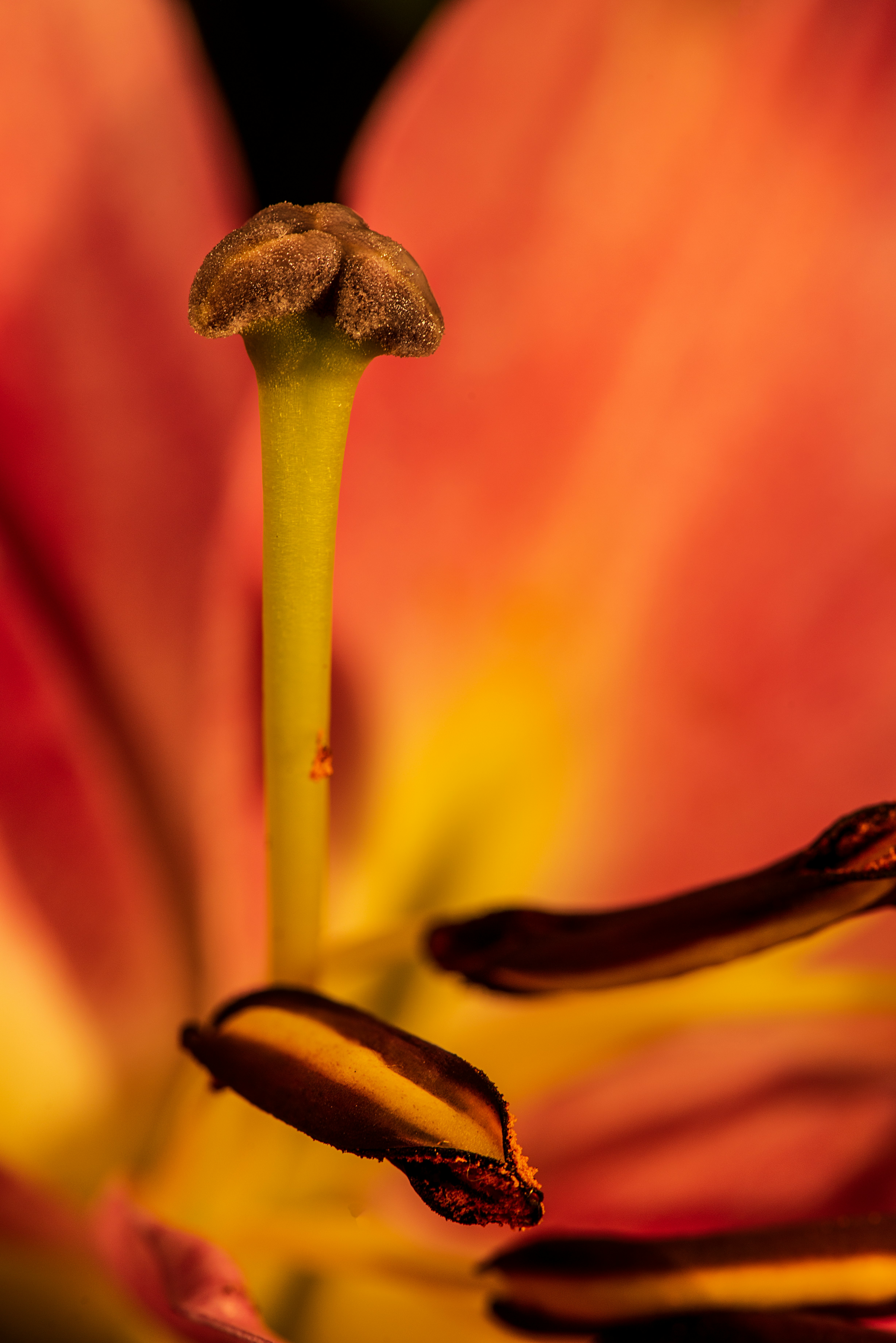 shallow focus photography of plant